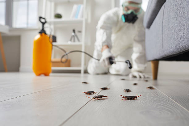 Commercial Rodent Management in Picacho Hills